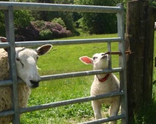 Barnhill Farm in Dumbarton