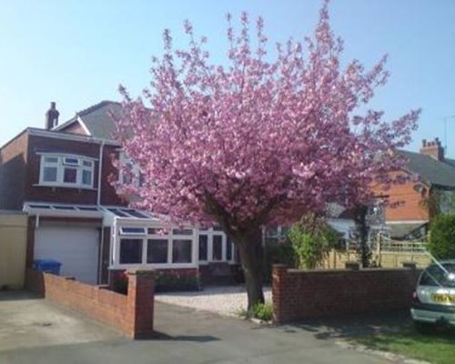 Cherry Blossom Guest House in Whitby