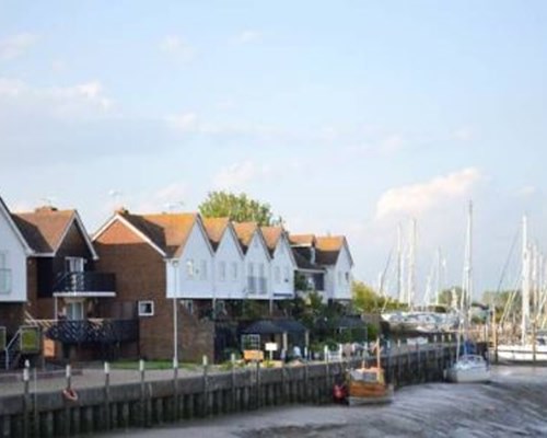 Kittiwakes in Rye