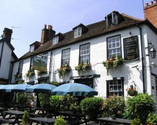 Running Horses in Mickleham, Surrey